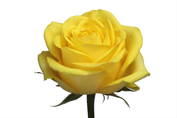 Rose Latina - Standard Rose - Roses - Flowers by category | Sierra